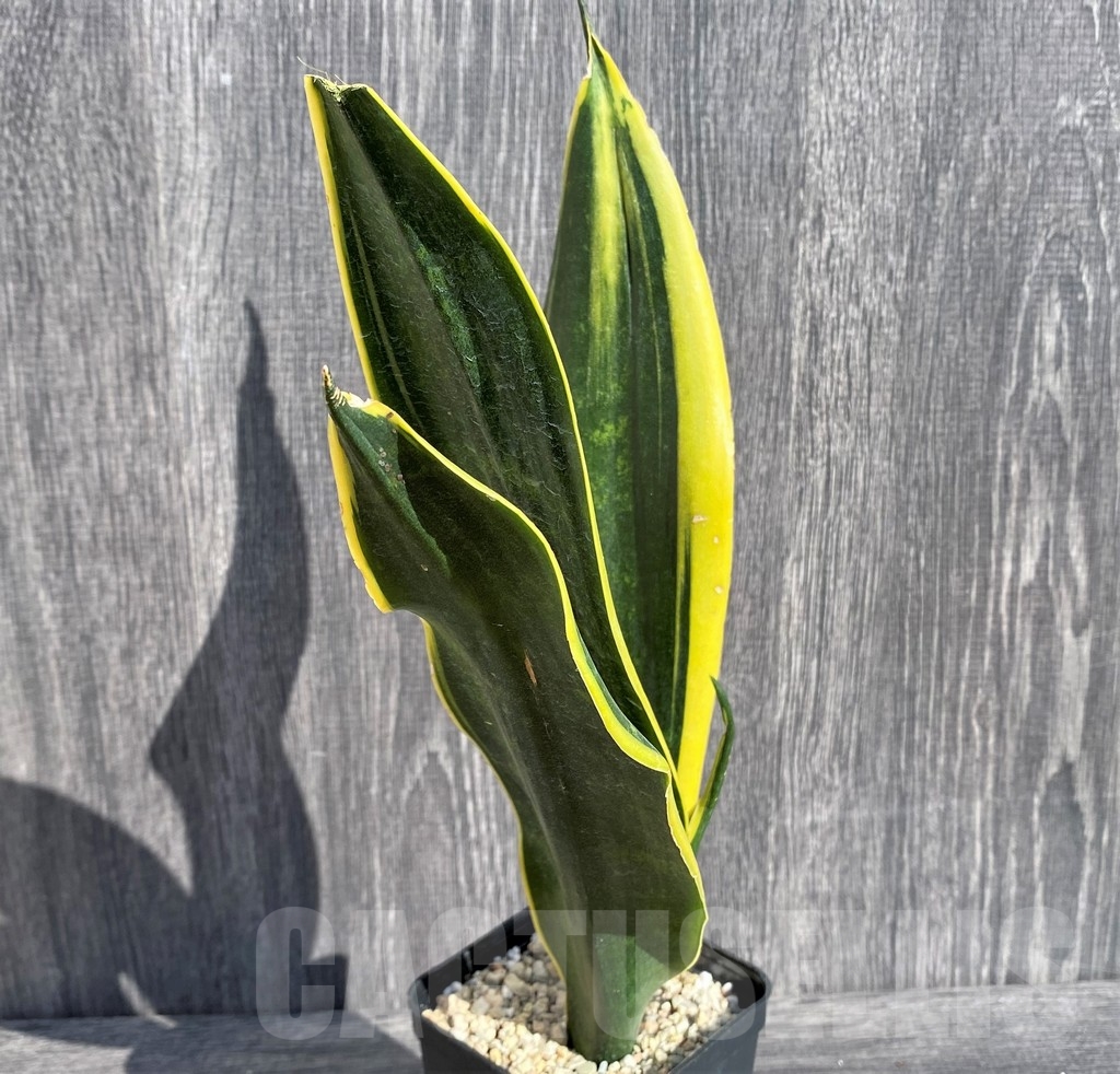 SHPR20991 Sansevieria 'Gold Flame' - Image 3
