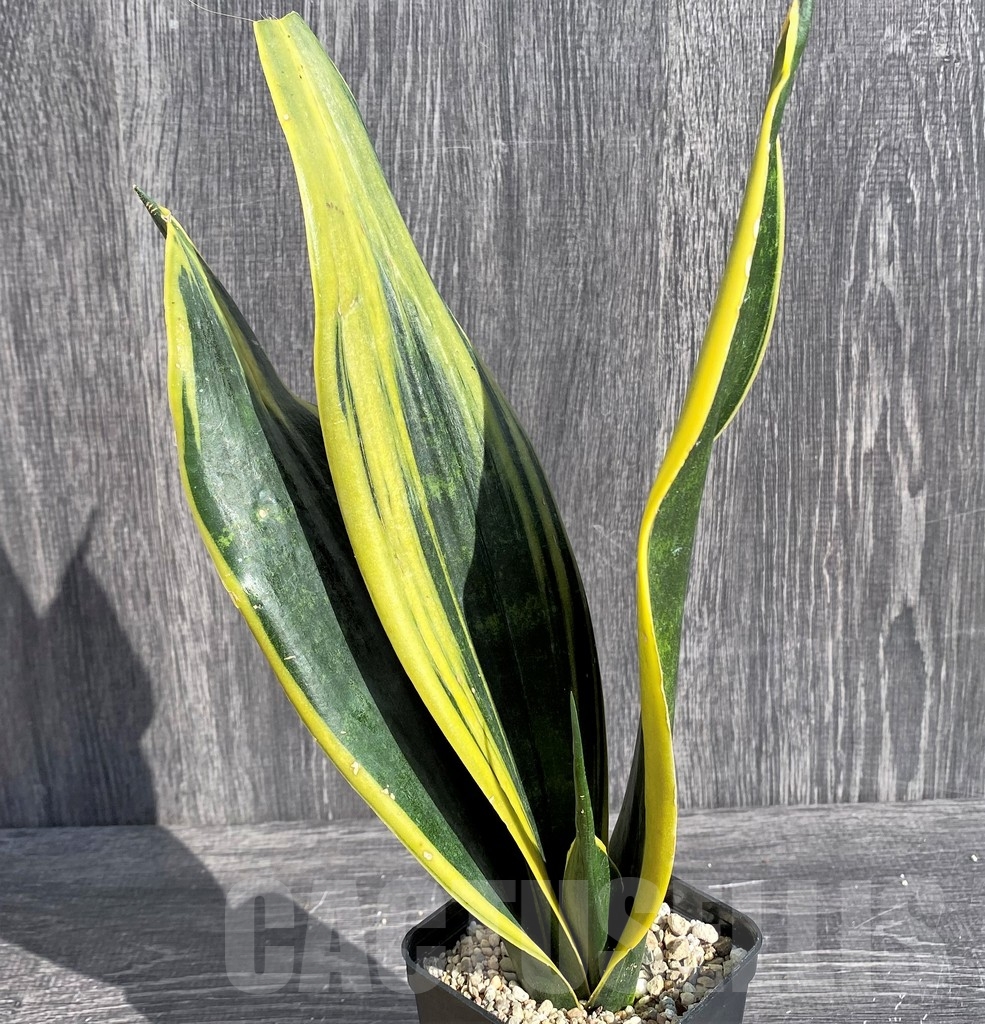 SHPR20991 Sansevieria 'Gold Flame'