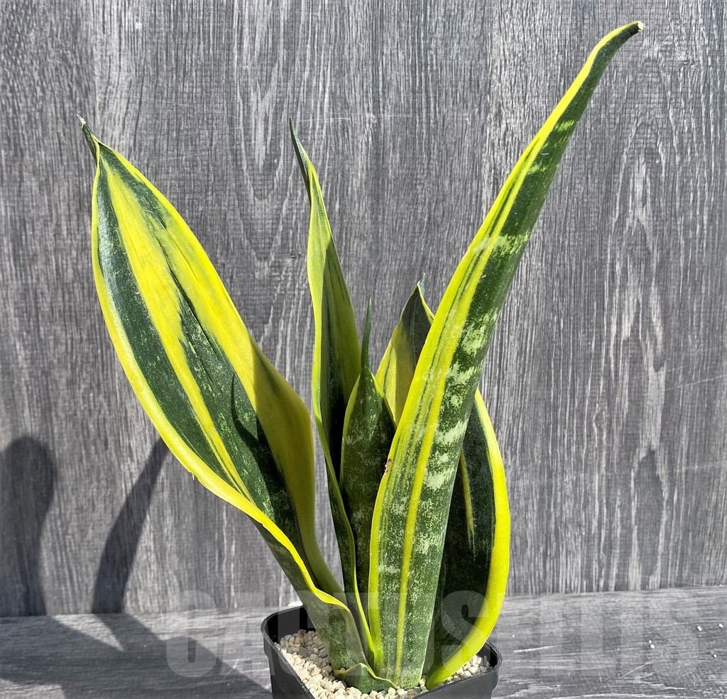 SHPR20992 Sansevieria 'Gold Flame'