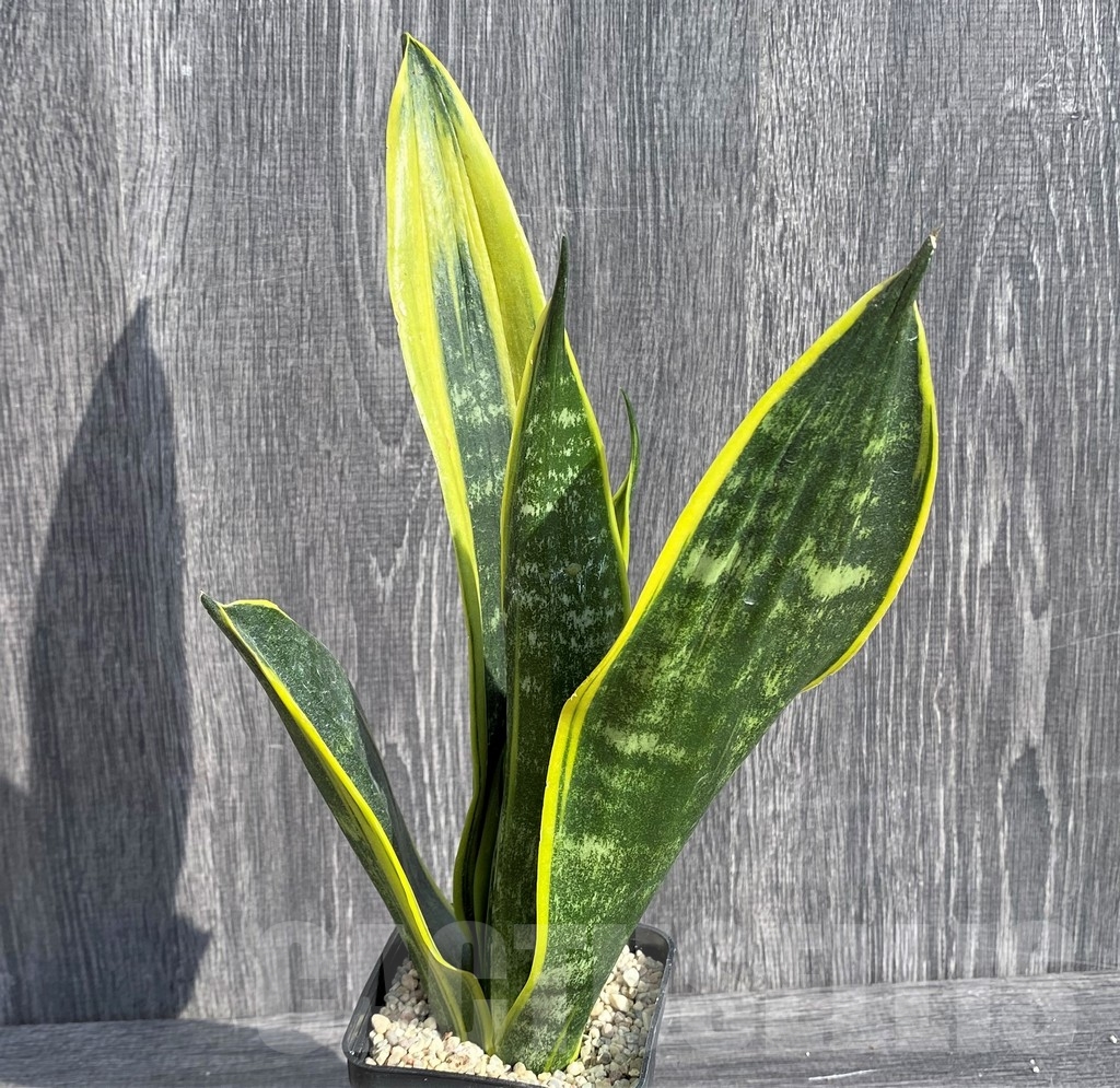 SHPR20992 Sansevieria 'Gold Flame' - immagine 2