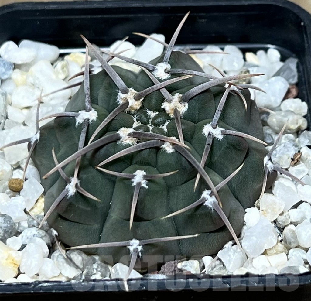 SHPR20942 Gymnocalycium vatteri -Long spines-