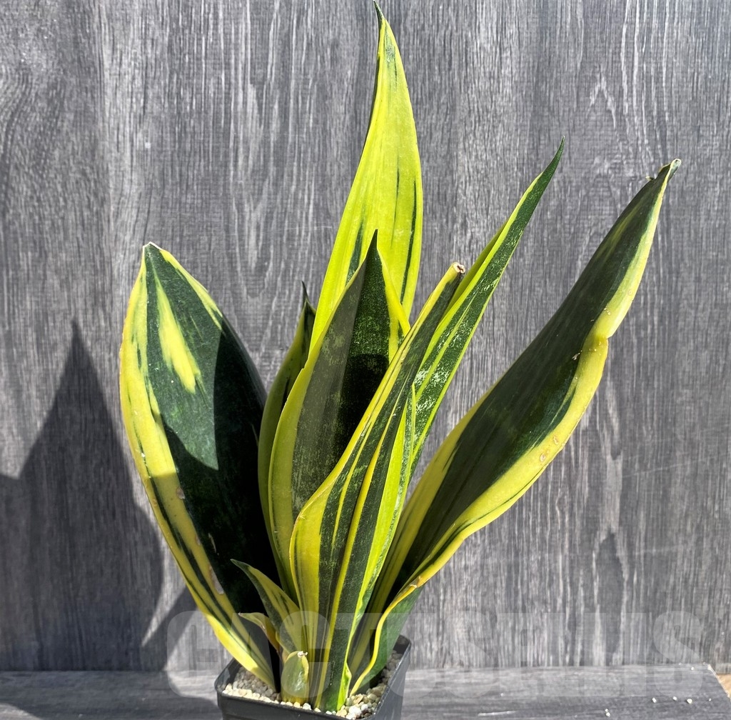 SHPR20993 Sansevieria 'Gold Flame'
