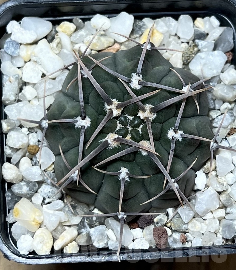 SHPR20942 Gymnocalycium vatteri -Long spines- - Obrázek 2