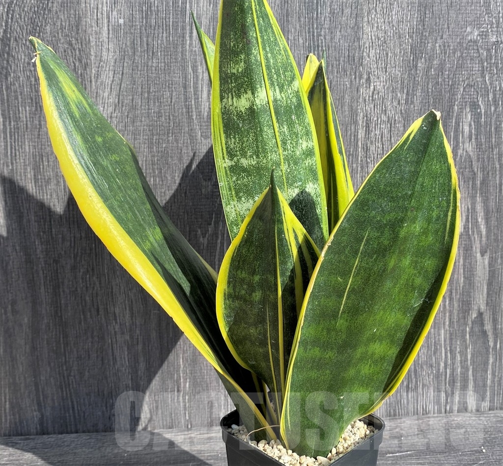 SHPR20993 Sansevieria 'Gold Flame' - immagine 2