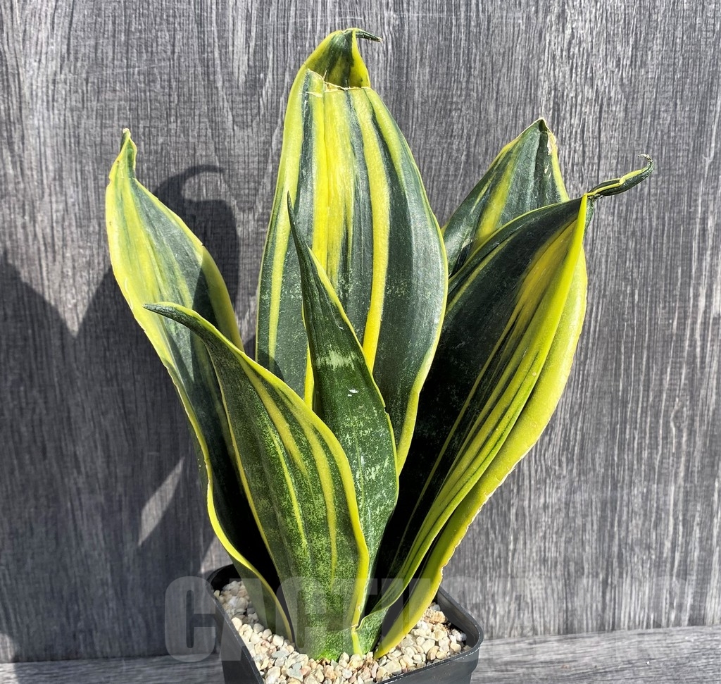 SHPR20994 Sansevieria 'Gold Flame'