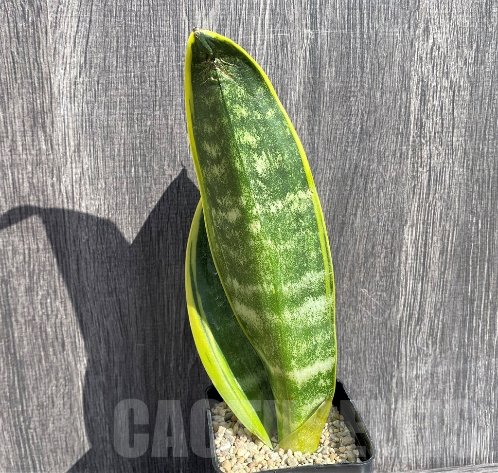 SHPR20995 Sansevieria 'Gold Flame' - immagine 2