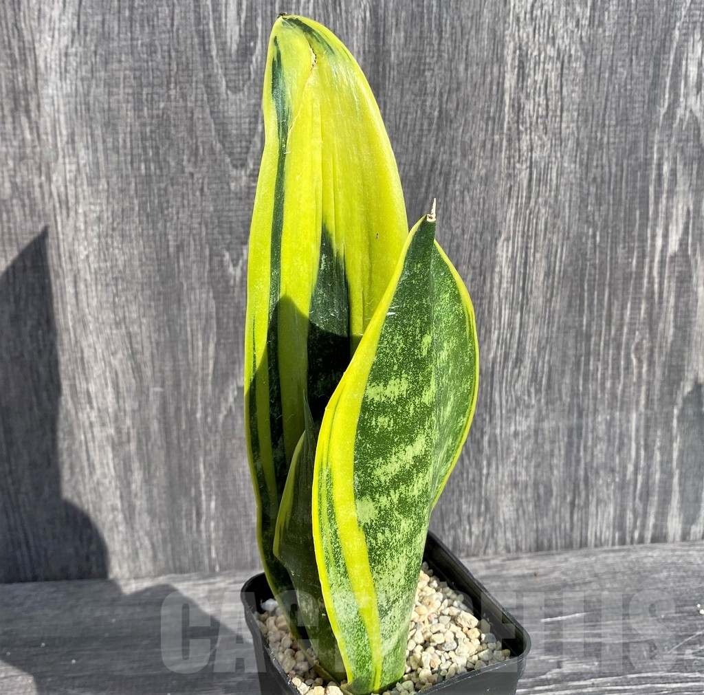 SHPR20995 Sansevieria 'Gold Flame'