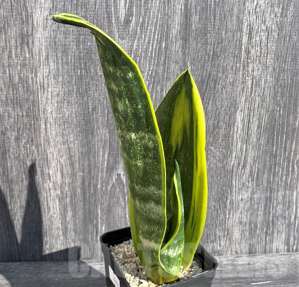SHPR20995 Sansevieria 'Gold Flame' - immagine 3