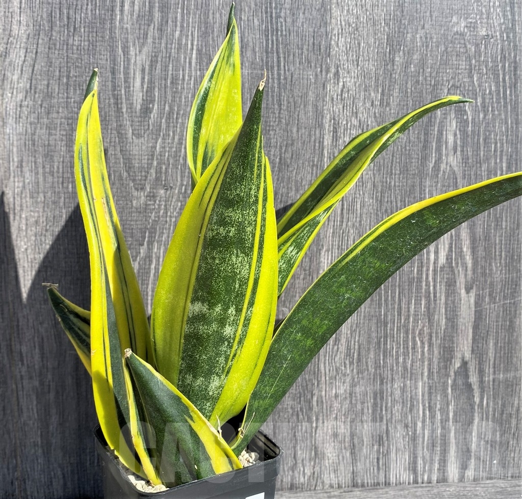 SHPR20996 Sansevieria 'Gold Flame' - Image 2