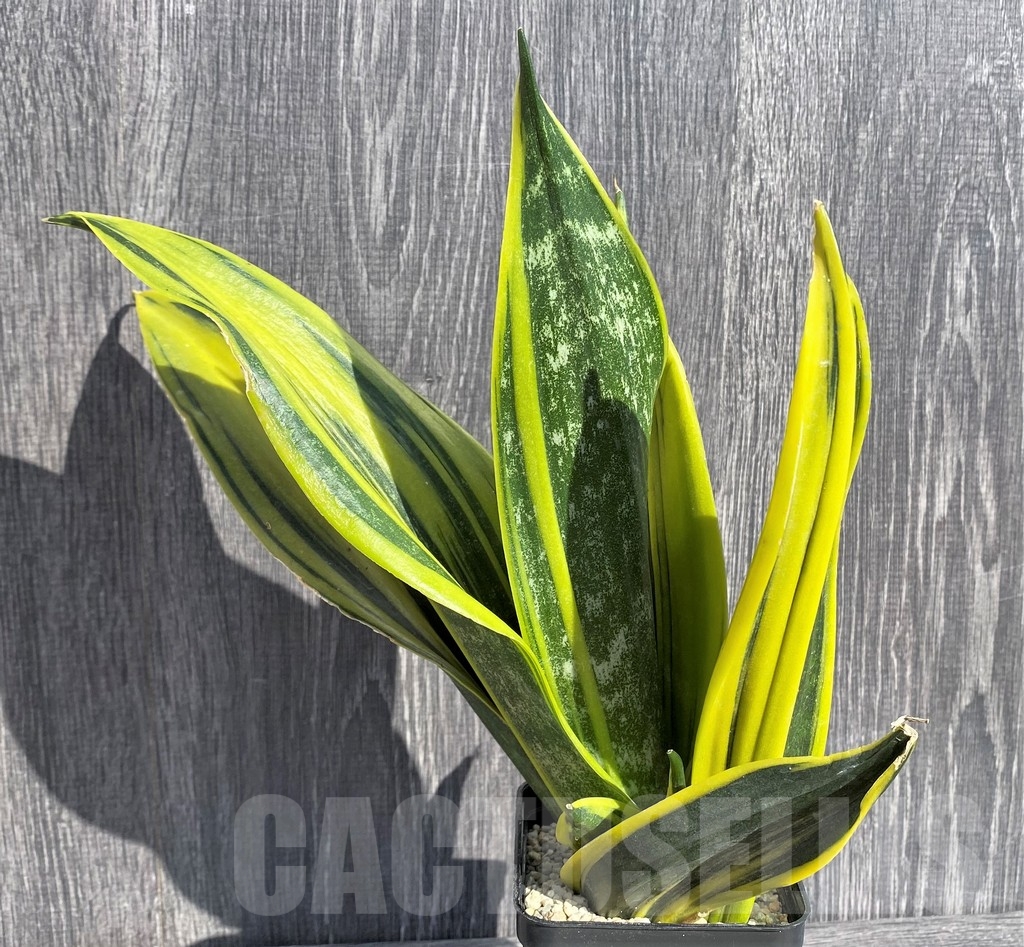 SHPR20996 Sansevieria 'Gold Flame'