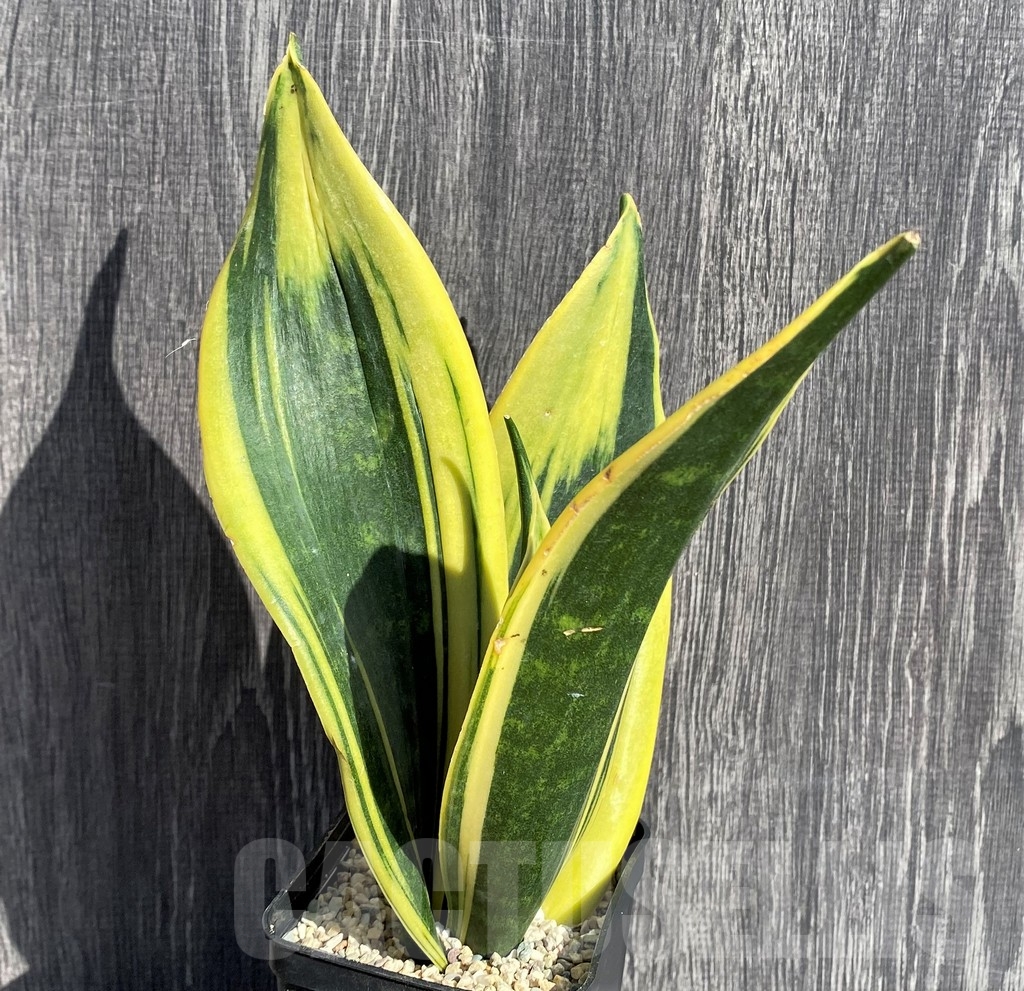 SHPR20997 Sansevieria 'Gold Flame'