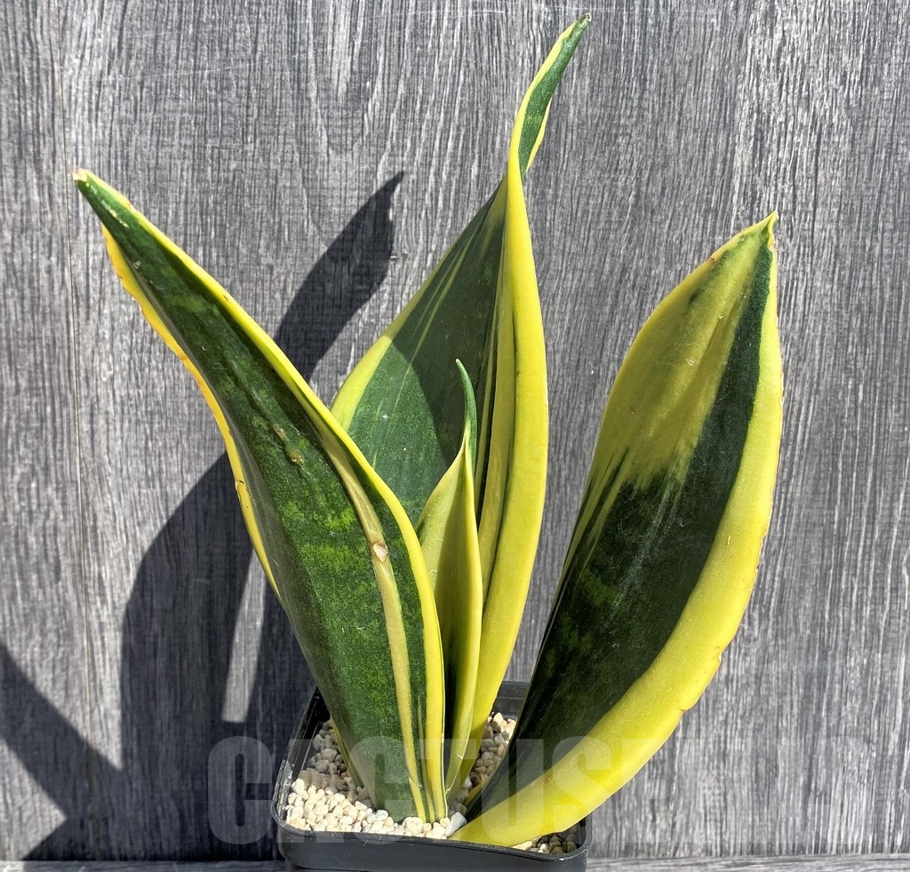 SHPR20997 Sansevieria 'Gold Flame' - Image 2