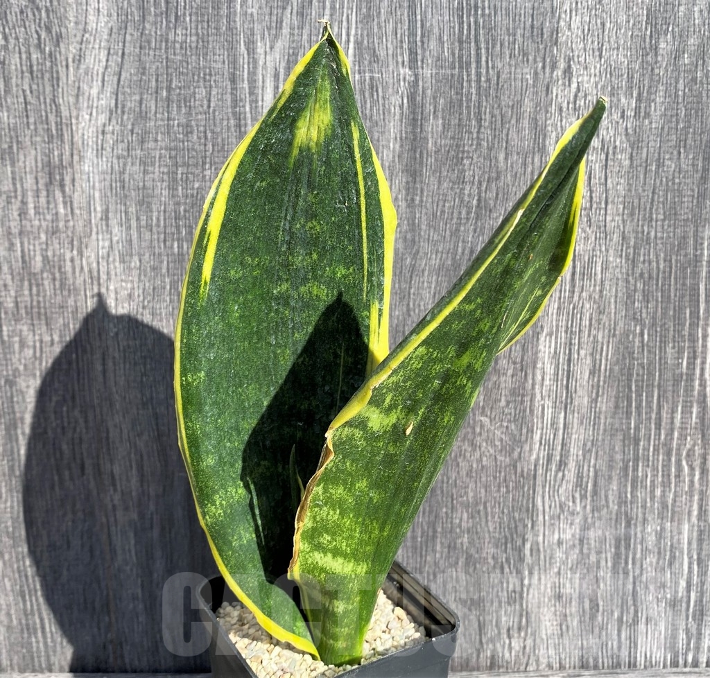 SHPR20998 Sansevieria 'Gold Flame'