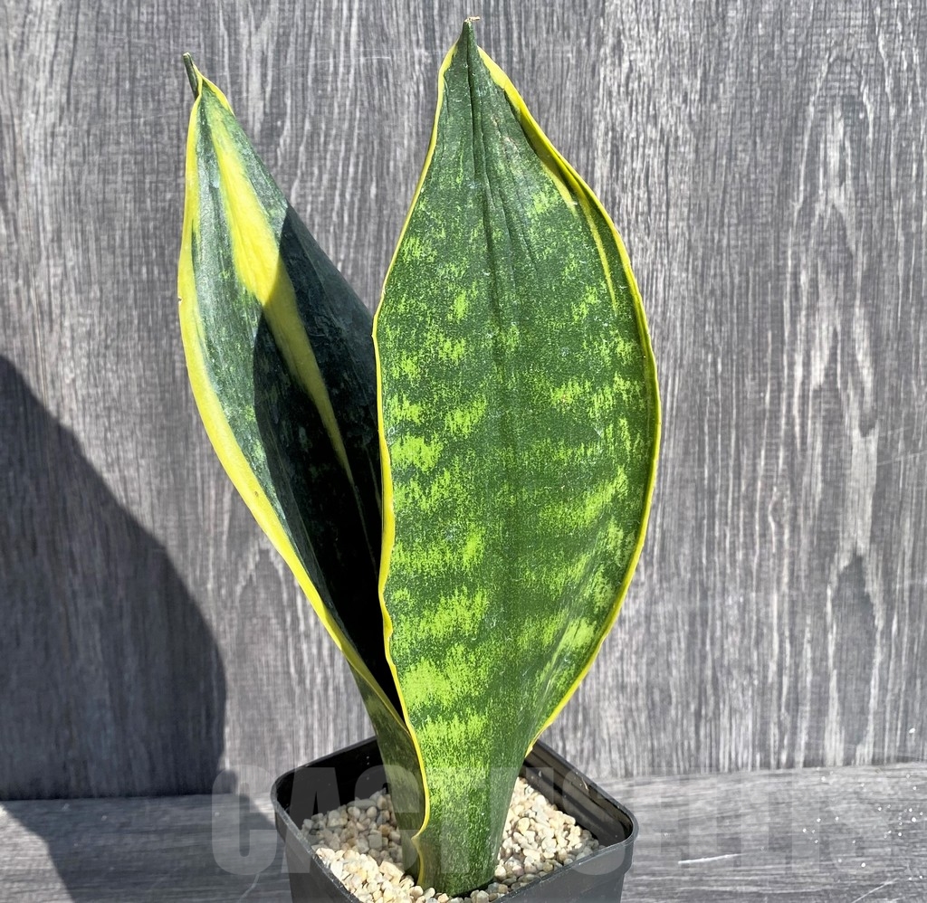SHPR20998 Sansevieria 'Gold Flame' - Image 2