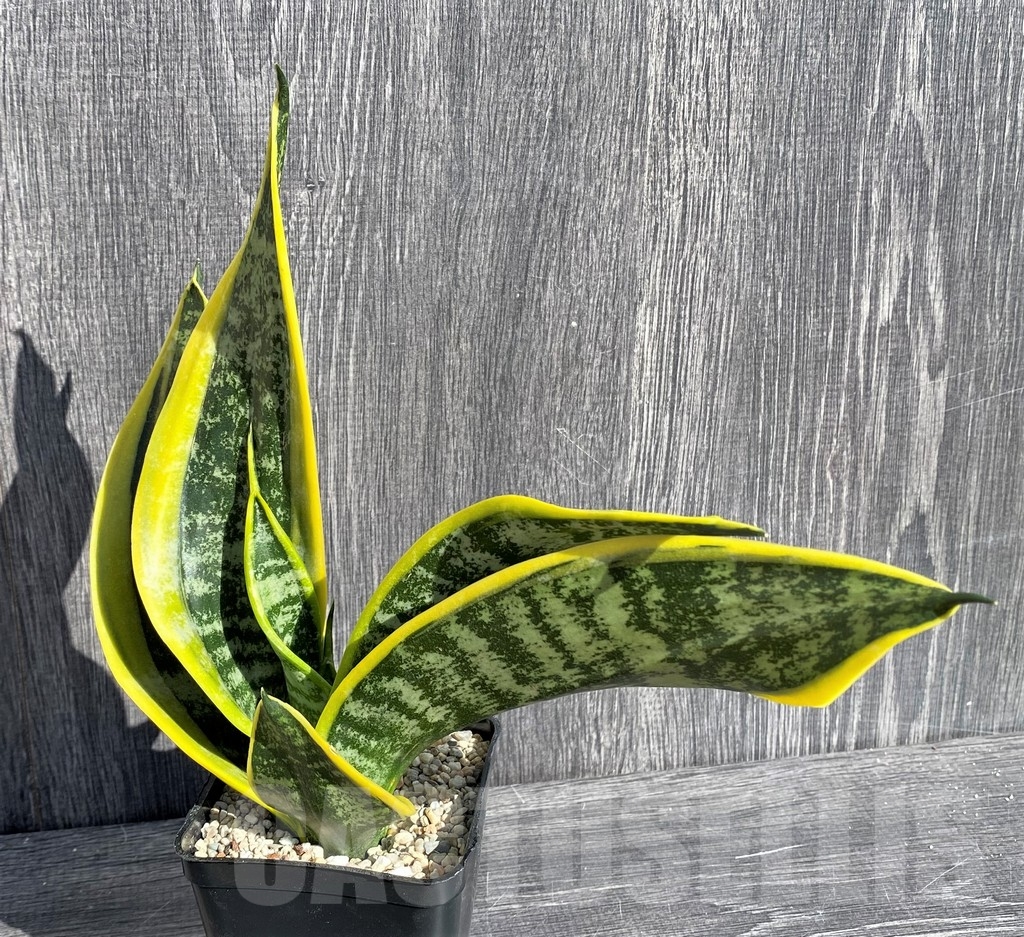 SHPR20999 Sansevieria 'Twister' mutation - Image 2