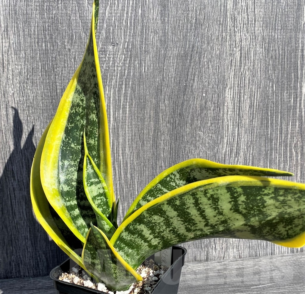 SHPR20999 Sansevieria 'Twister' mutation