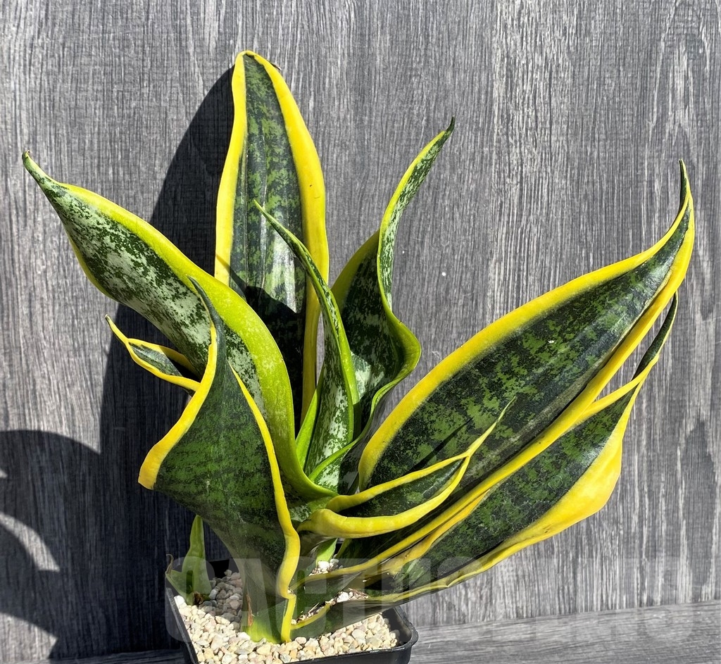 SHPR21001 Sansevieria 'Twister' mutation
