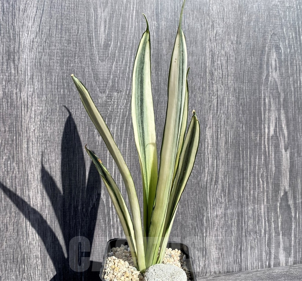 SHPR21002 Sansevieria benter 'Bogor' - Image 2