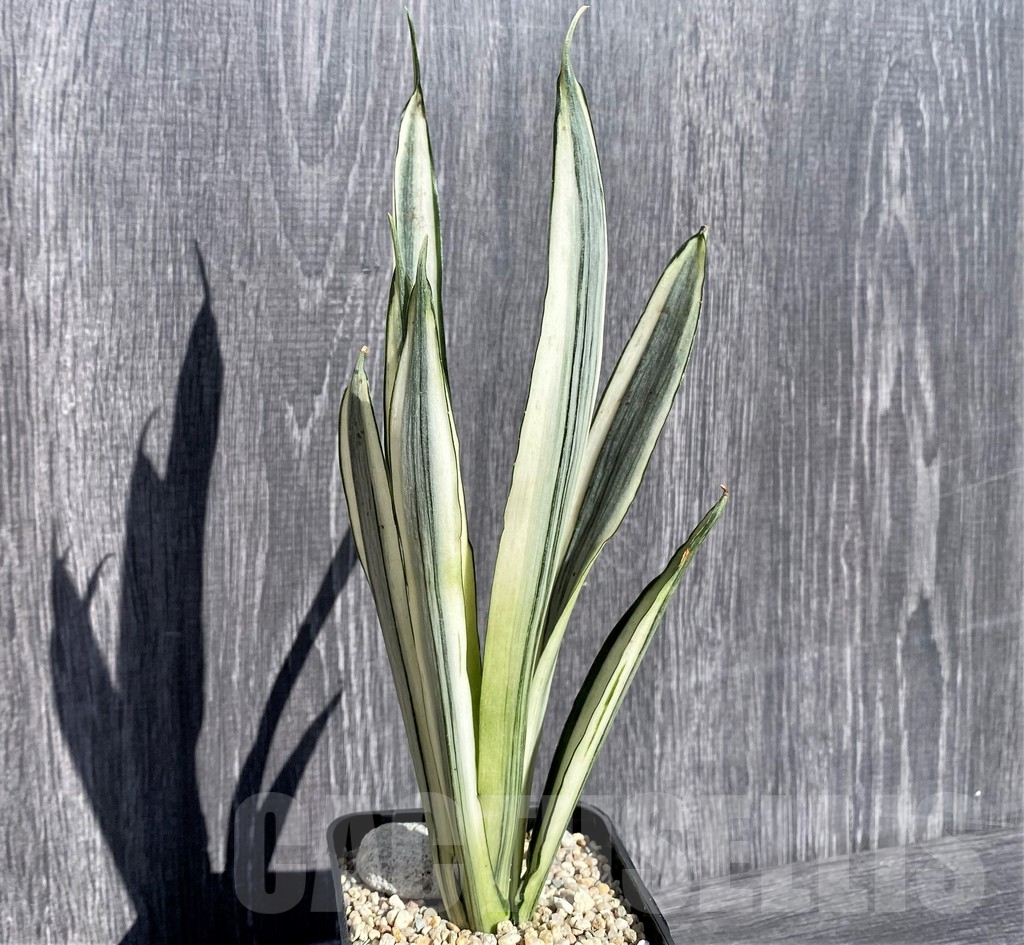 SHPR21002 Sansevieria benter 'Bogor'