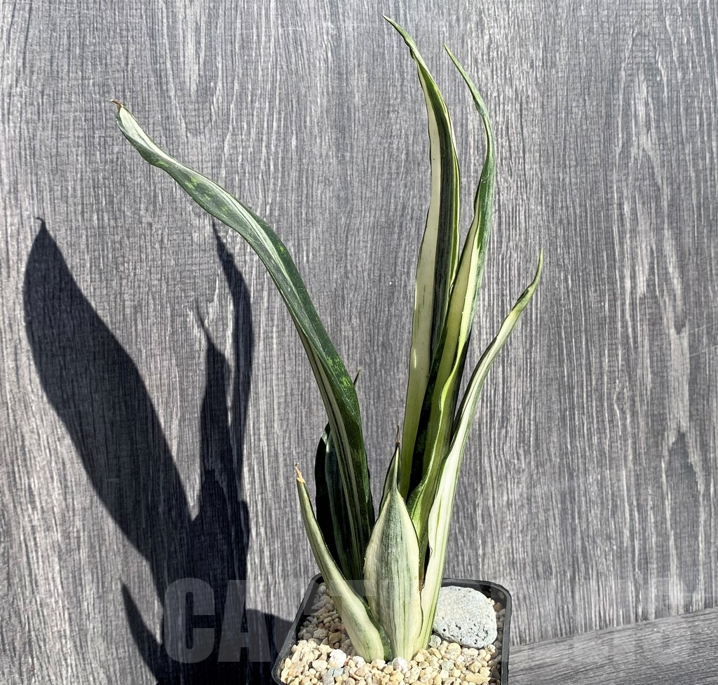 SHPR21003 Sansevieria benter 'Bogor' - Image 2