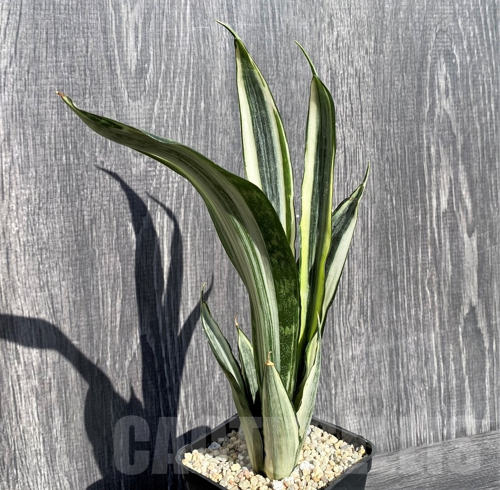 SHPR21003 Sansevieria benter 'Bogor' - Image 3