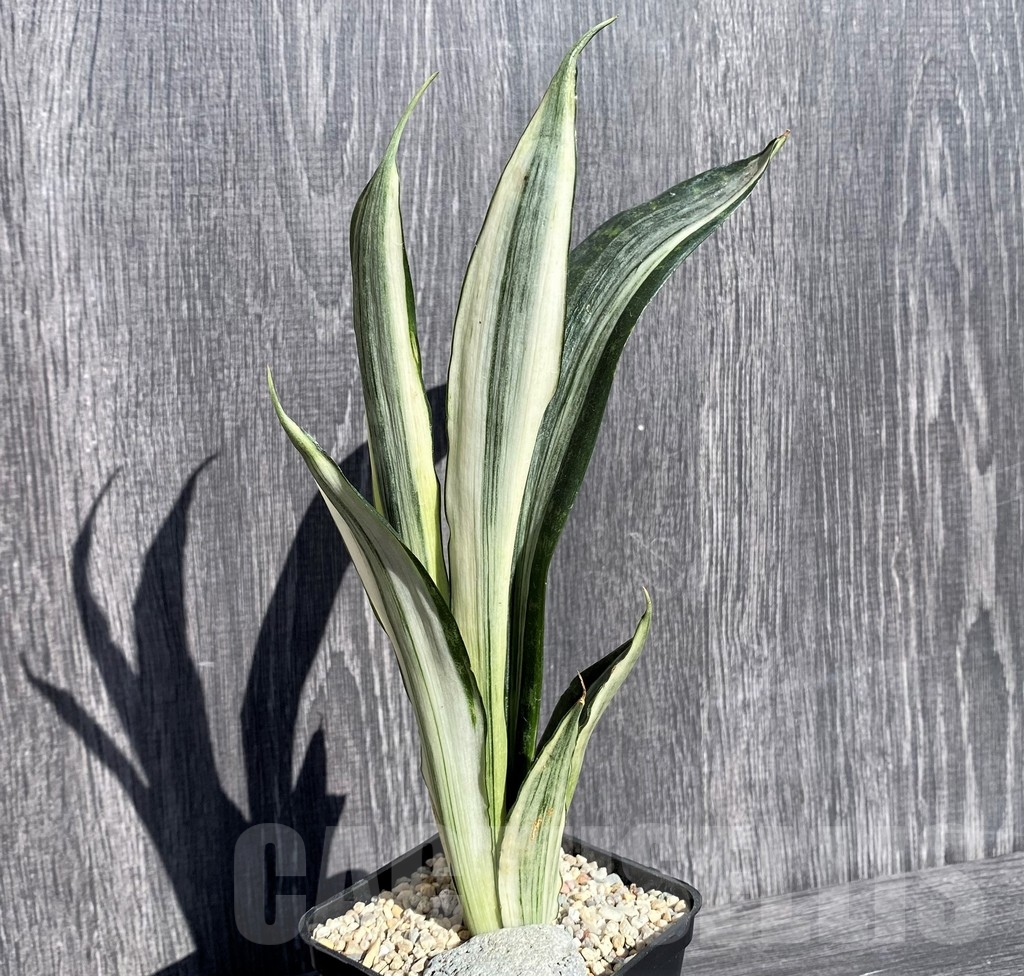 SHPR21003 Sansevieria benter 'Bogor'
