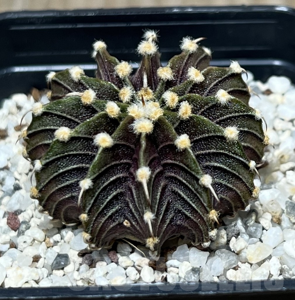 SHPR20951 Gymnocalycium friedrichii LB 2178