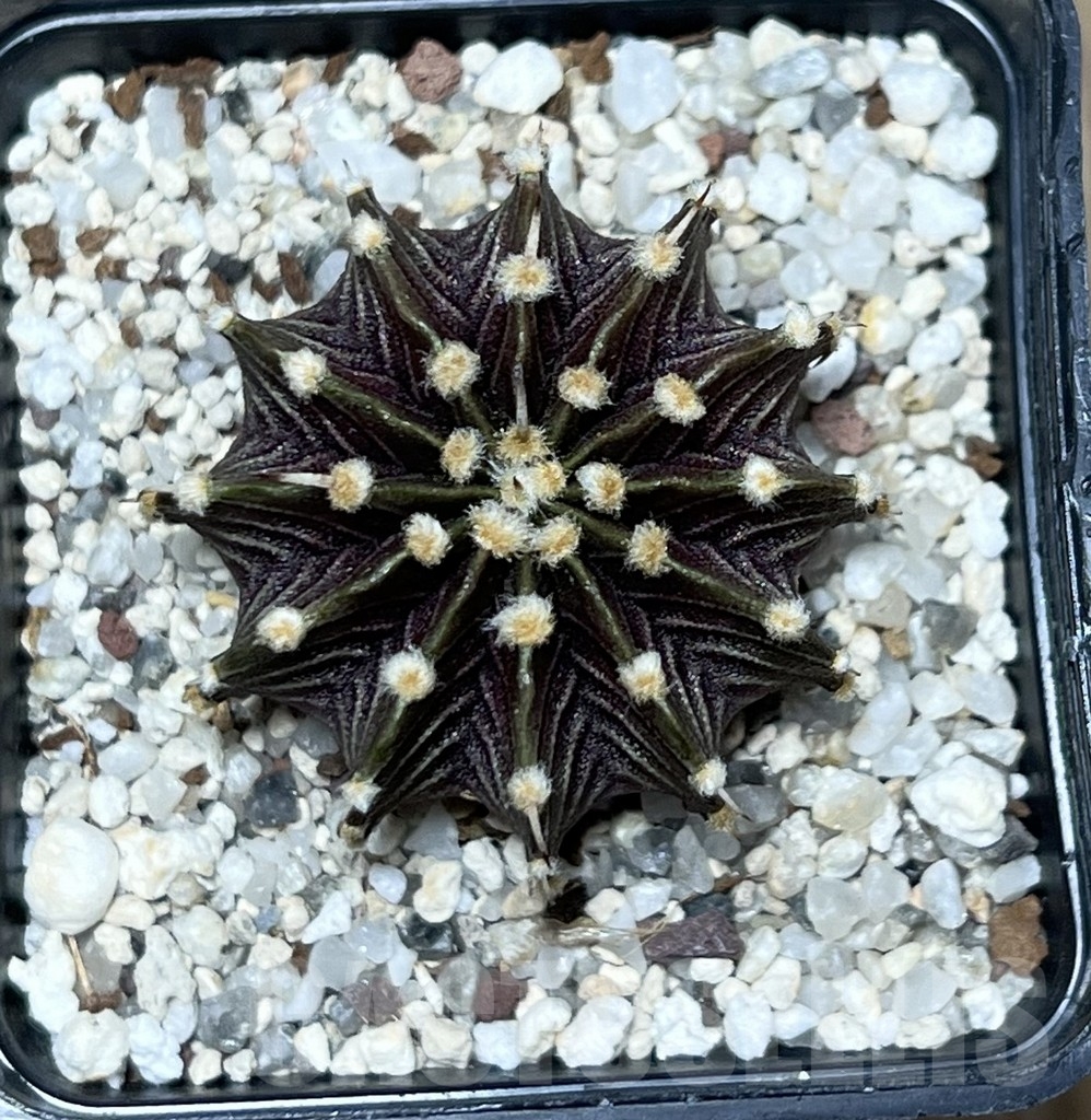 SHPR20951 Gymnocalycium friedrichii LB 2178 - Image 2