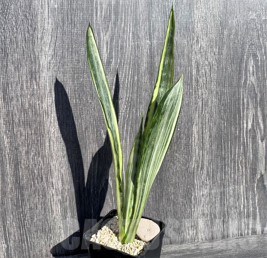 SHPR21004 Sansevieria benter 'Bogor' - 画像 (2)