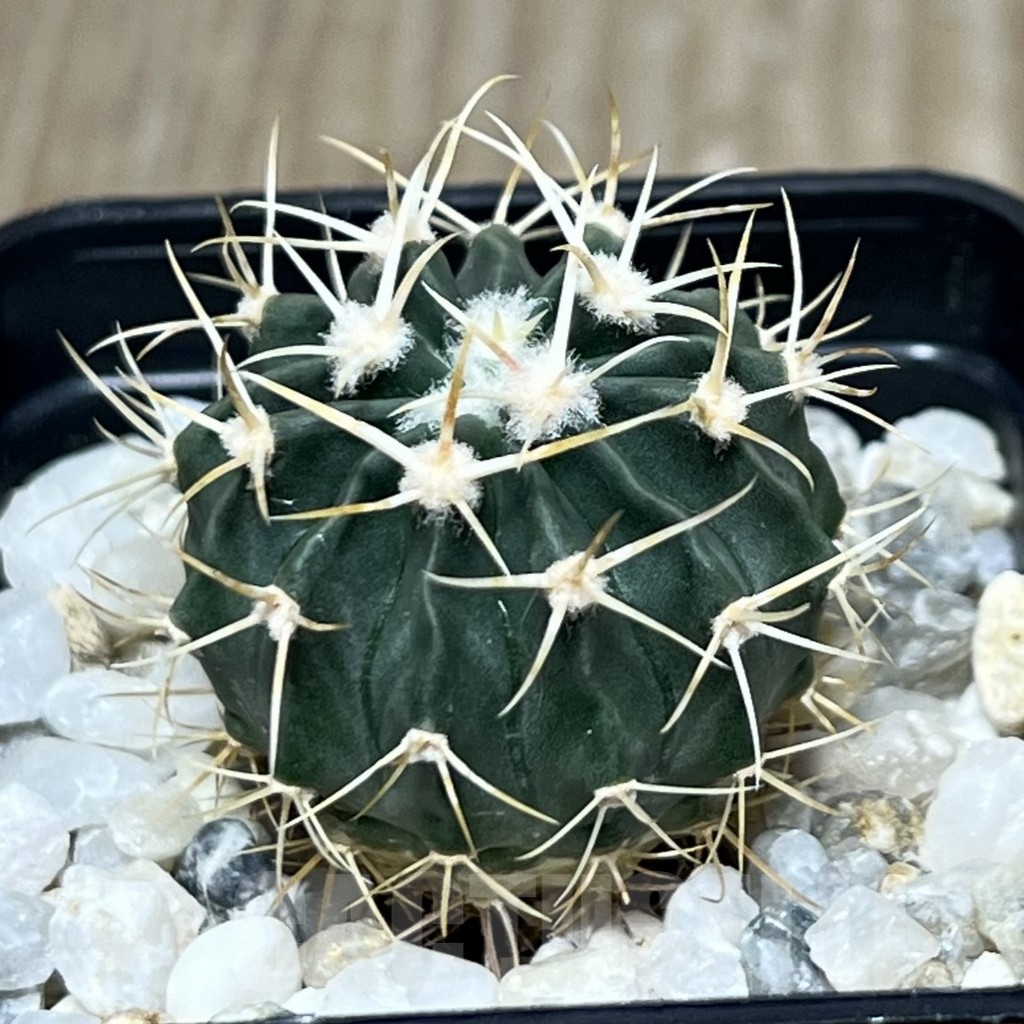 SHPR20952 Echinocactus texensis