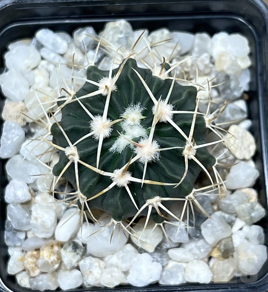 SHPR20952 Echinocactus texensis - Image 2