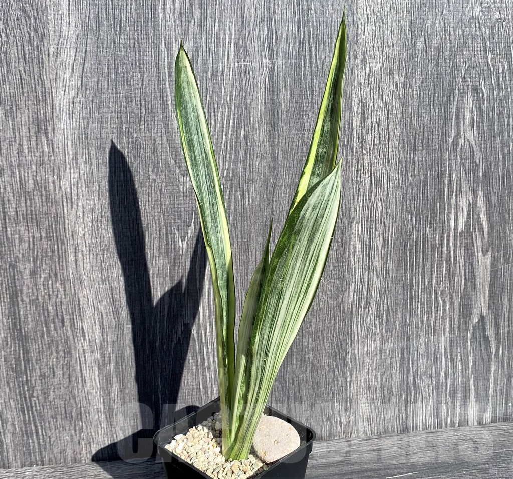 SHPR21004 Sansevieria benter 'Bogor'