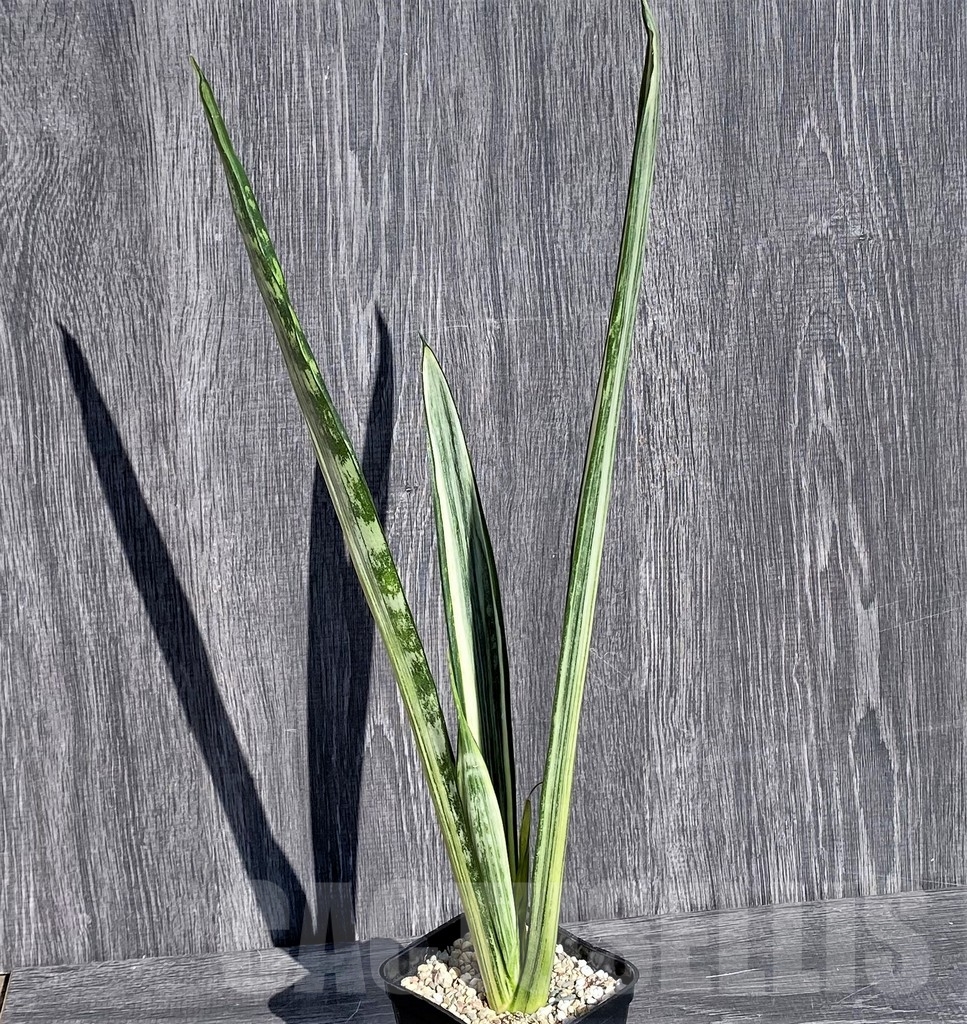 SHPR21005 Sansevieria benter 'Bogor' - Image 3