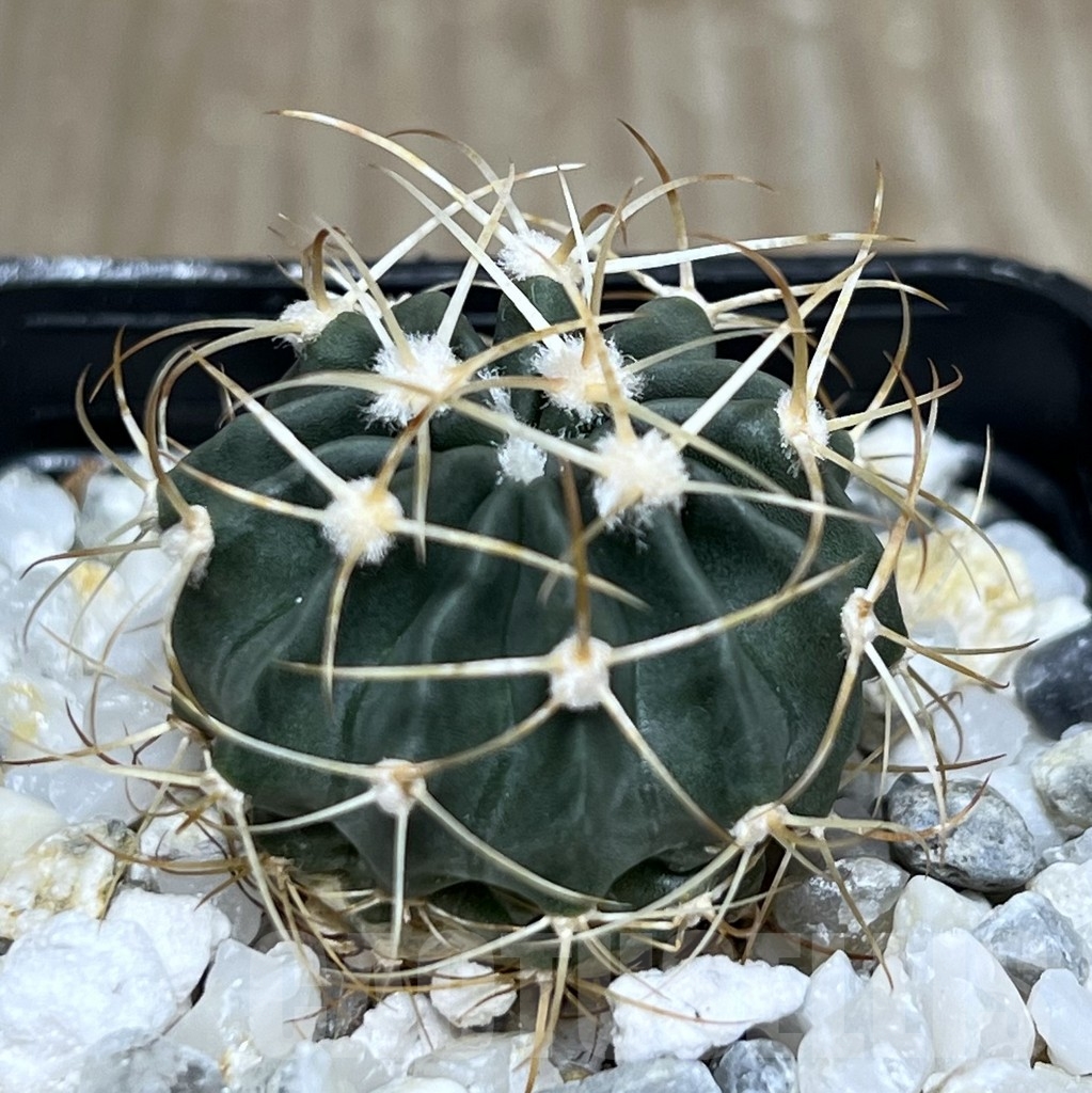 SHPR20953 Echinocactus texensis