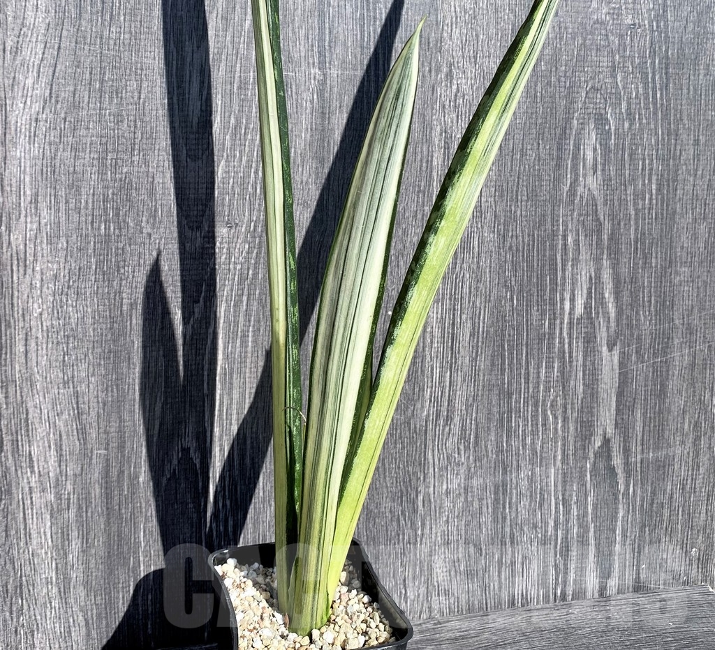 SHPR21005 Sansevieria benter 'Bogor' - Image 2