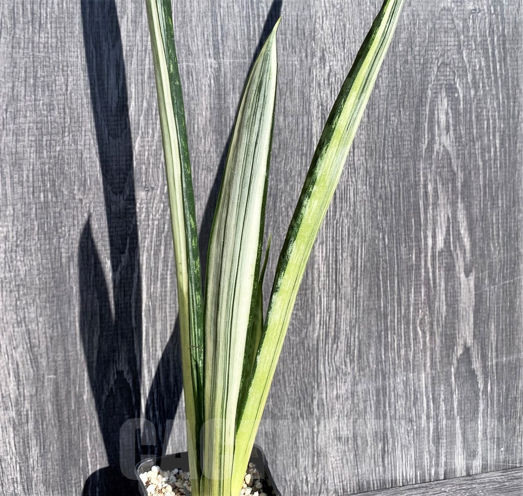 SHPR21005 Sansevieria benter 'Bogor'