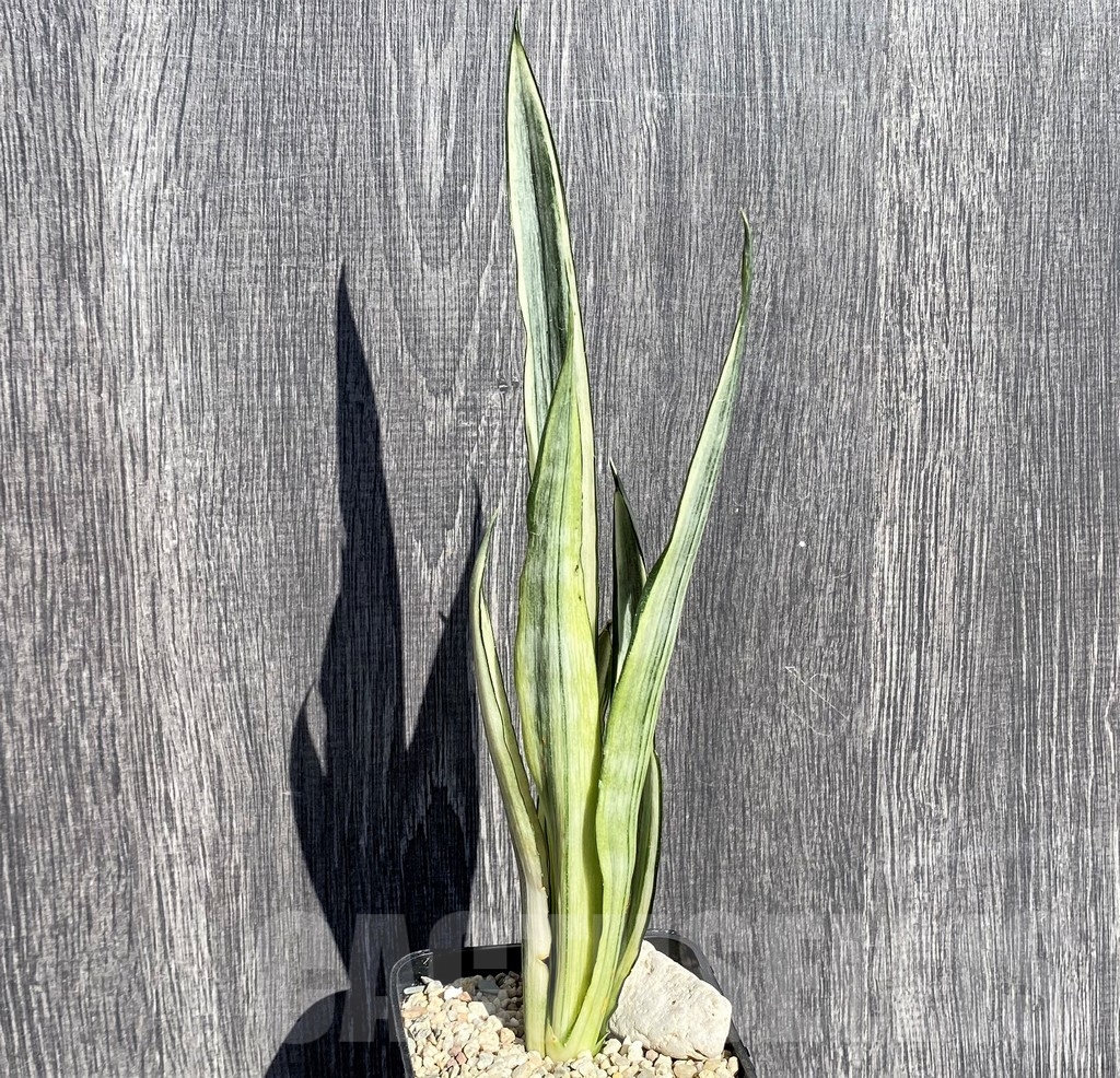 SHPR21006 Sansevieria benter 'Bogor' - Image 3