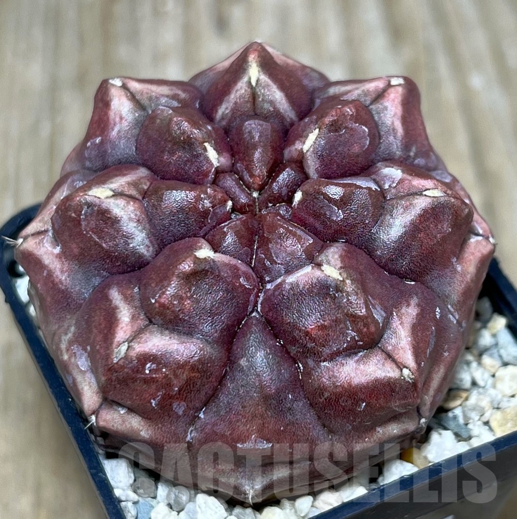 SHPR20954 Gymnocalycium mihanovichii ‘Day dream’