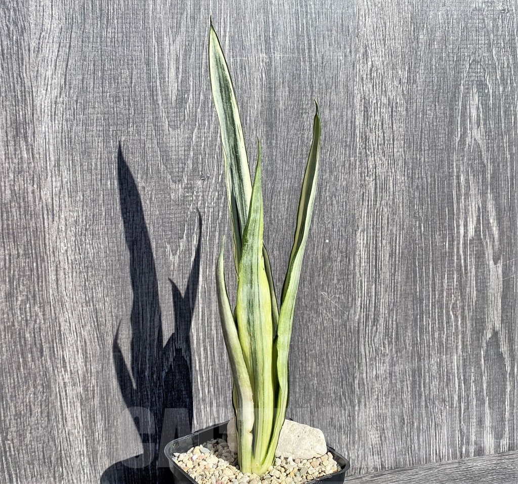 SHPR21006 Sansevieria benter 'Bogor' - Image 2