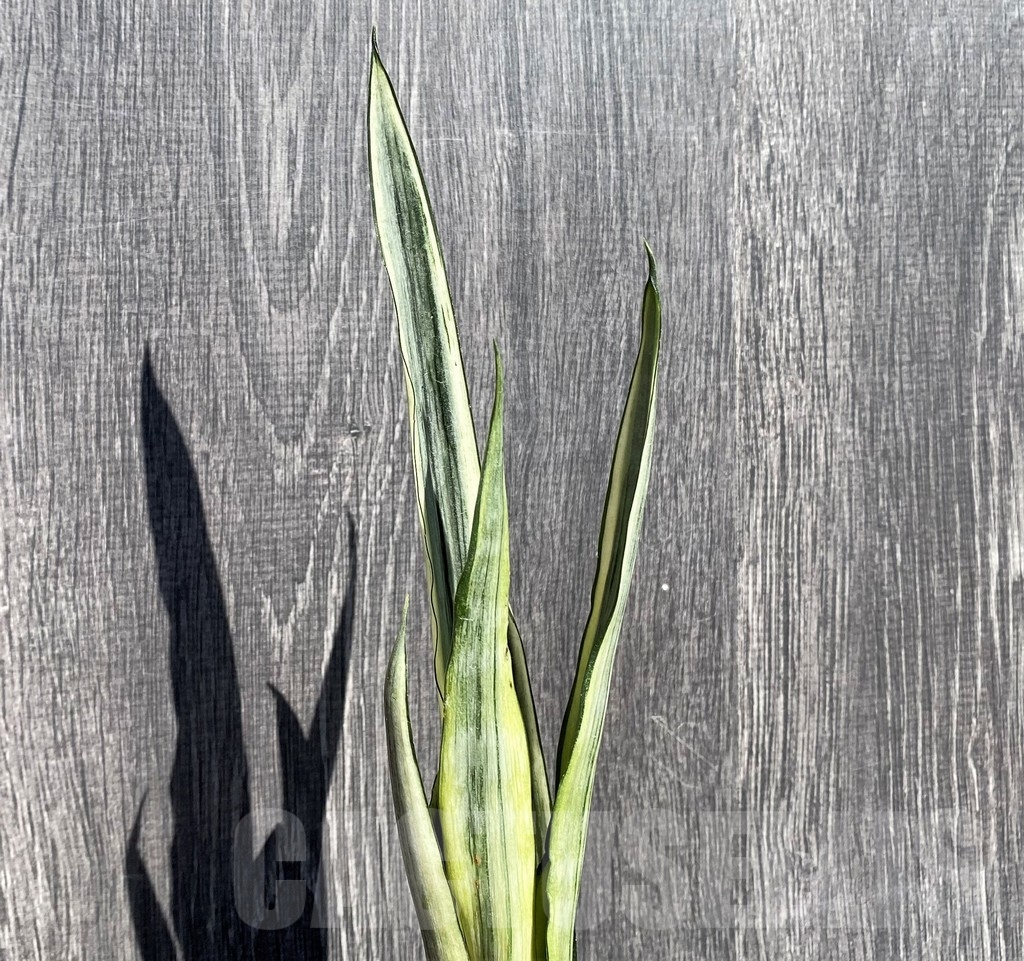 SHPR21006 Sansevieria benter 'Bogor'