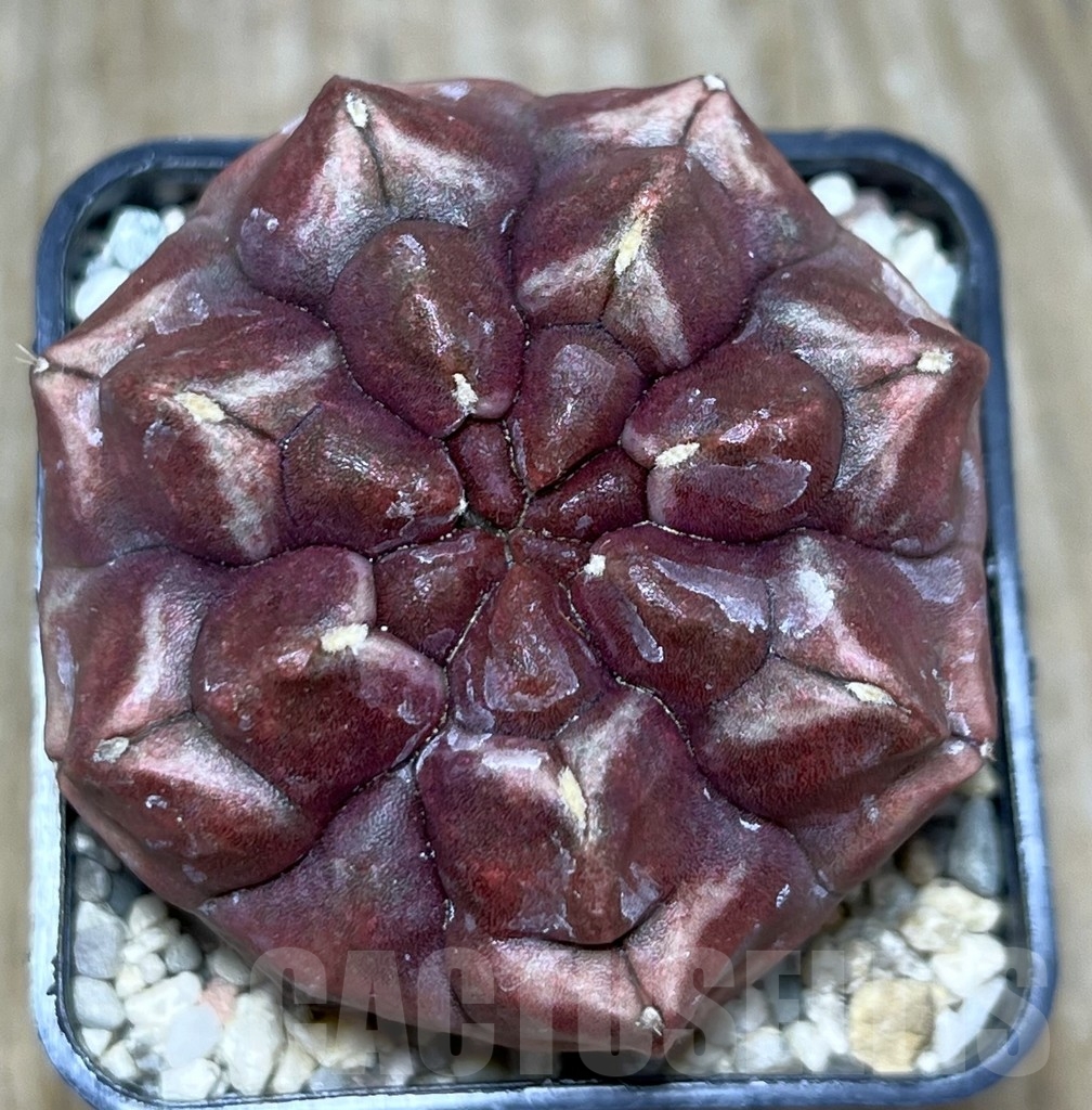 SHPR20954 Gymnocalycium mihanovichii ‘Day dream’ - Obrázek 2