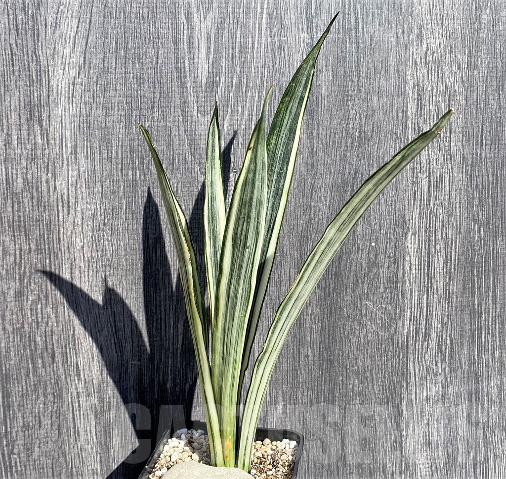 SHPR21007 Sansevieria benter 'Bogor'