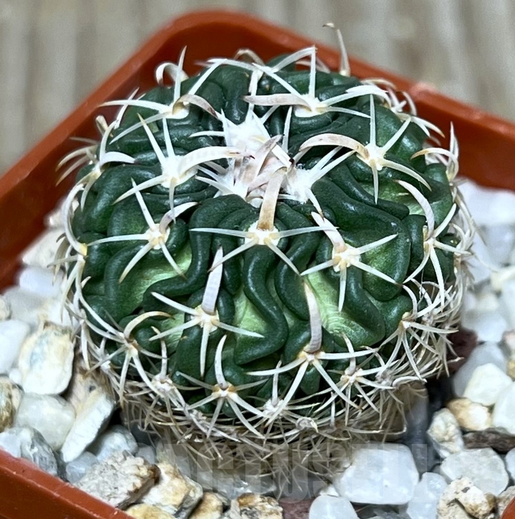 SHPR20955 Stenocactus phyllacanthus