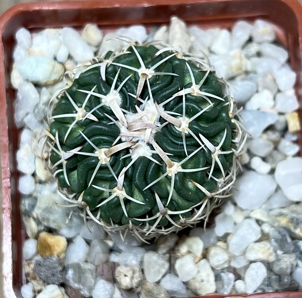 SHPR20955 Stenocactus phyllacanthus - Image 2