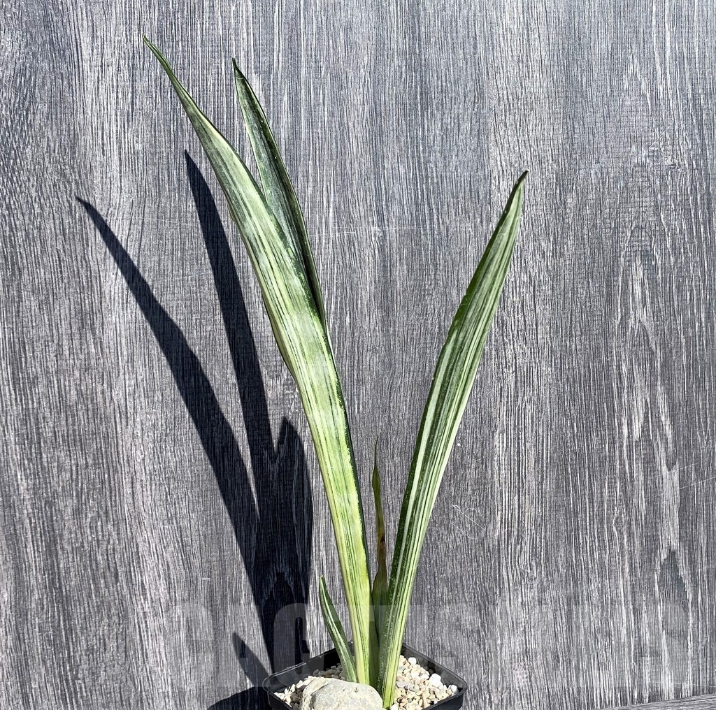 SHPR21008 Sansevieria benter 'Bogor' - 画像 (2)