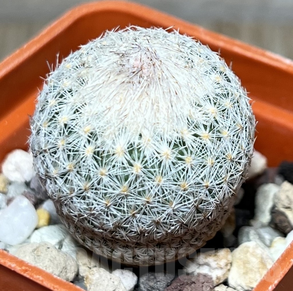 SHPR20956 Epithelantha pachyrhiza