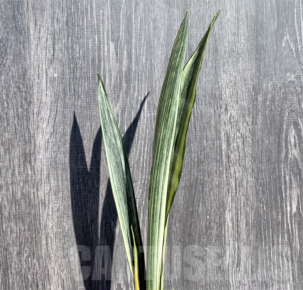 SHPR21008 Sansevieria benter 'Bogor'
