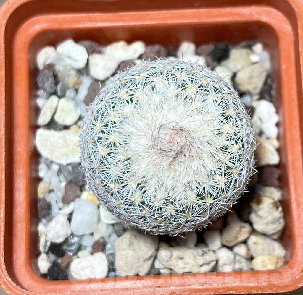 SHPR20956 Epithelantha pachyrhiza - Image 2