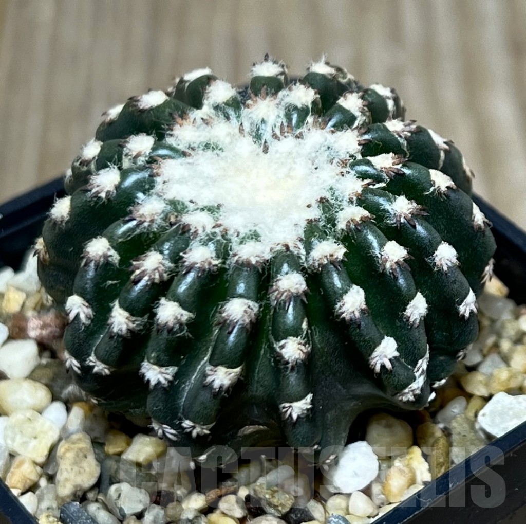SHPR20957 Discocactus horstii
