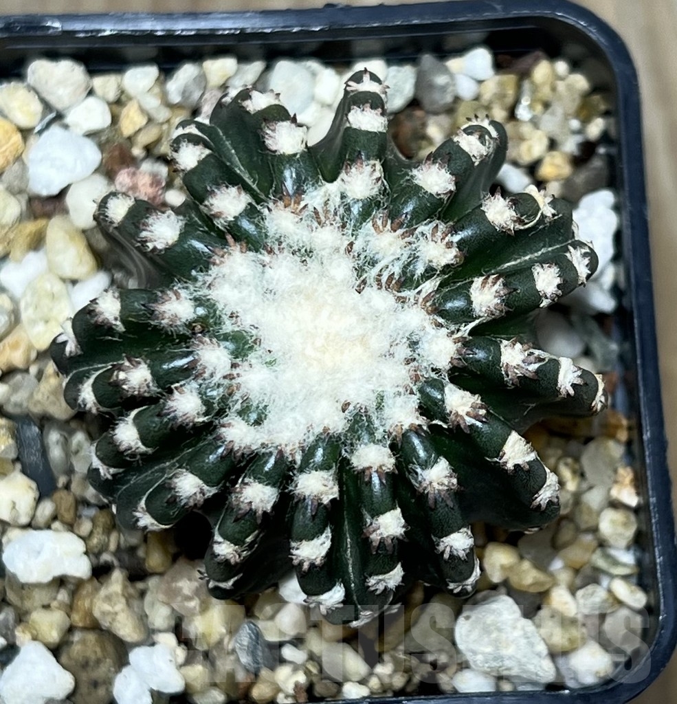 SHPR20957 Discocactus horstii - Image 2